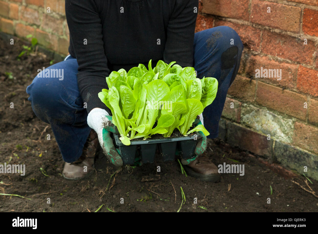 Les jeunes laitues. Une personne avec un bac à plantes laitue prêts pour la plantation dans un jardin ou d'attribution, England, UK Banque D'Images
