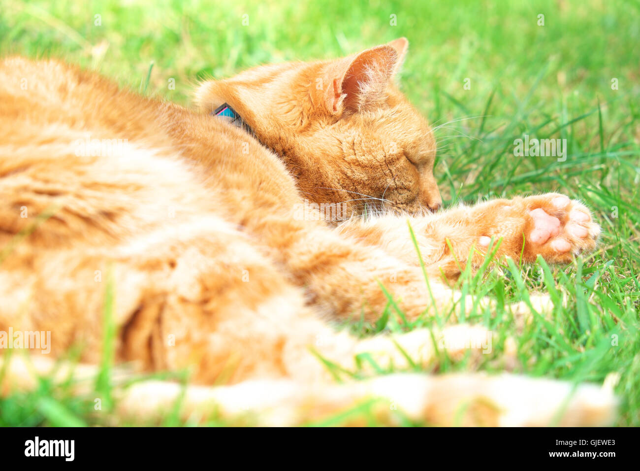 Le gingembre cat sleeping cat sieste sur l'herbe dans un jardin en été Banque D'Images