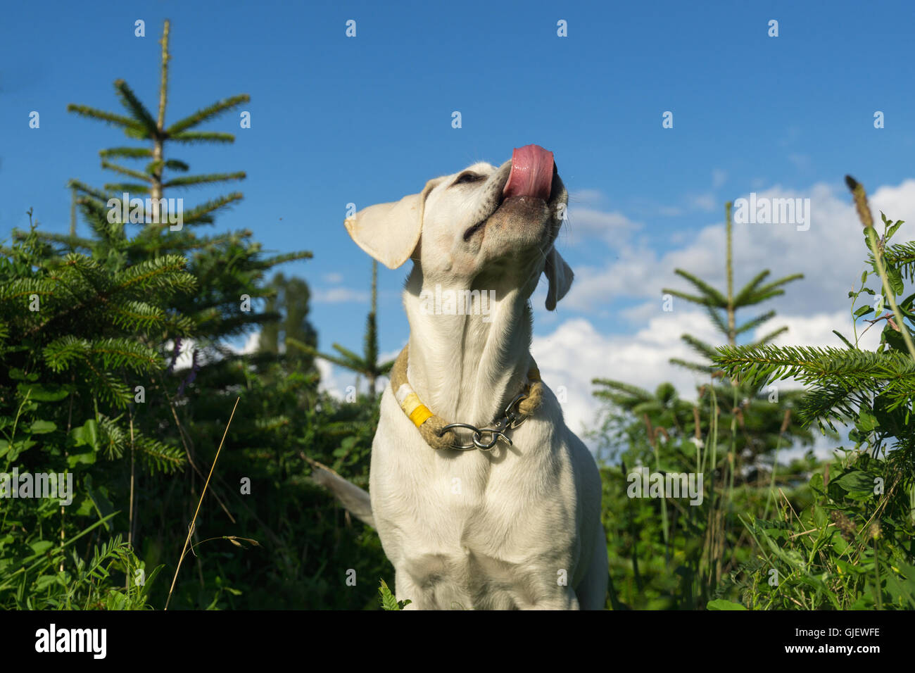 Labrador Chiot Chien lèche son nez avec sa langue Banque D'Images