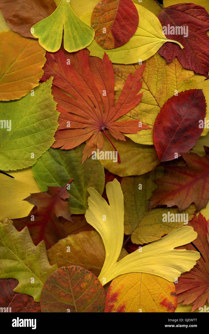 Feuilles dentelées arbres Banque de photographies et d’images à haute — free download