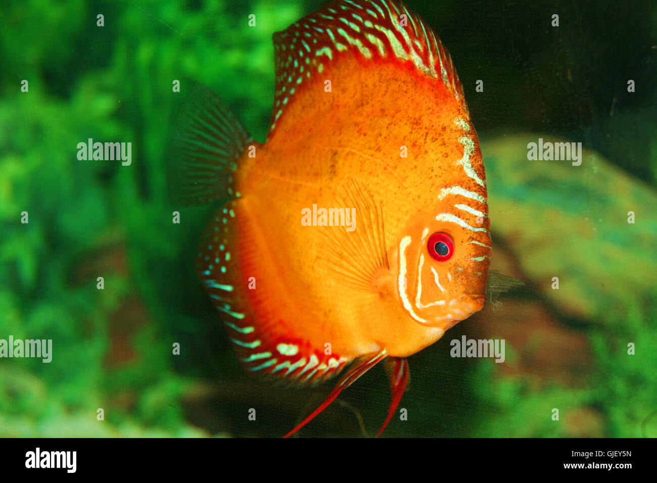 Scalaire Banque de photographies et d’images à haute résolution Alamy