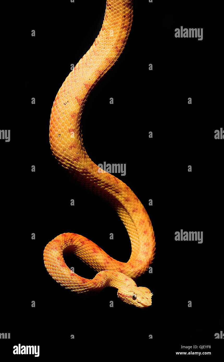 Poison serpent serpents Banque D'Images