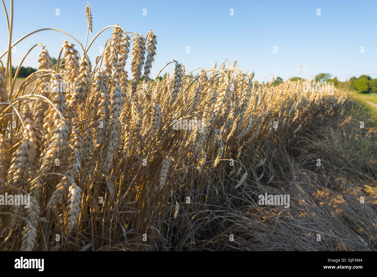 Libre d'épis de blé mûrs dans un champ de blé juste avant la récolte dans la lumière chaude soirée Banque D'Images