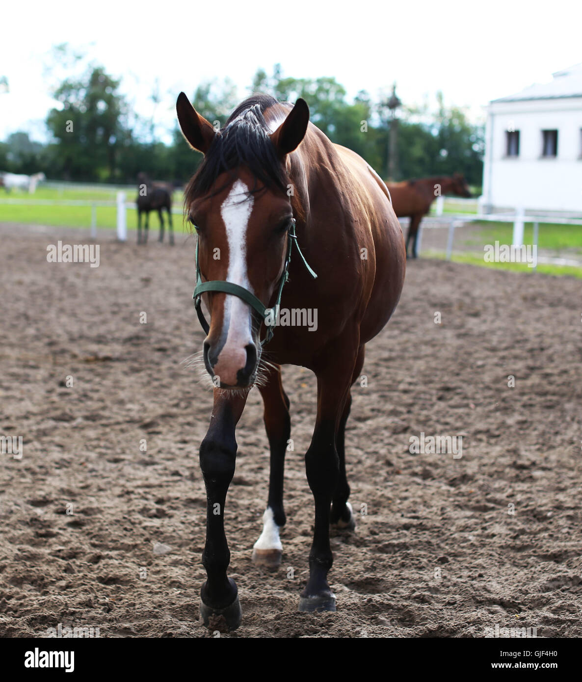 Janów Podlaski, Pologne. Août 15, 2016. Le goujon de Janów Podlaski a tenu sa journée portes ouvertes le 15 août 2016 au cours dans le cadre de la 38e conférence annuelle de l'Arabian Horse Show nationale polonaise, fierté de la Pologne". Le public a pu visiter le légendaire d'équitation et de voir tous les chevaux au haras. Le 14 août, la 47e assemblée annuelle de la fierté Pologne Vente aux enchères de chevaux a eu lieu à Janów Podlaski, où les chevaux arabes de race pure ont été mises aux enchères. Le plus offrant est venu du Qatar, l'achat d'une mare, nommé Sefora, pour plus de 300 mille euros. Crédit : Anna Ferensowicz/Pacific Press/Alamy Live News Banque D'Images