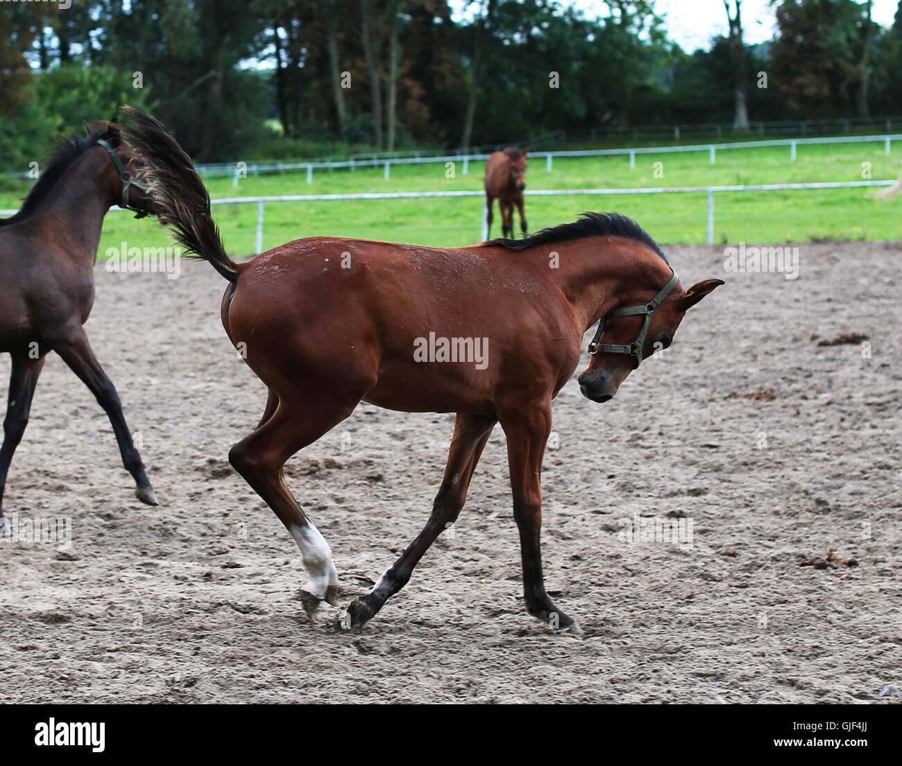 Janów Podlaski, Pologne. Août 15, 2016. Le goujon de Janów Podlaski a tenu sa journée portes ouvertes le 15 août 2016 au cours dans le cadre de la 38e conférence annuelle de l'Arabian Horse Show nationale polonaise, fierté de la Pologne". Le public a pu visiter le légendaire d'équitation et de voir tous les chevaux au haras. Le 14 août, la 47e assemblée annuelle de la fierté Pologne Vente aux enchères de chevaux a eu lieu à Janów Podlaski, où les chevaux arabes de race pure ont été mises aux enchères. Le plus offrant est venu du Qatar, l'achat d'une mare, nommé Sefora, pour plus de 300 mille euros. Crédit : Anna Ferensowicz/Pacific Press/Alamy Live News Banque D'Images