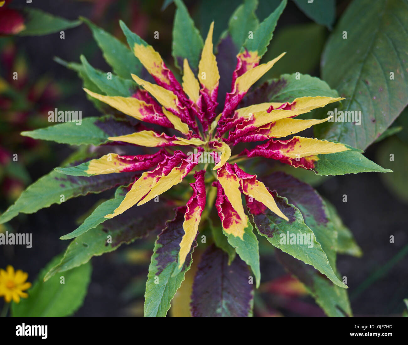 Joseph's coat Amaranthus tricolor usine tandaljo tandalja tampala perfecta bhaji callaloo Banque D'Images