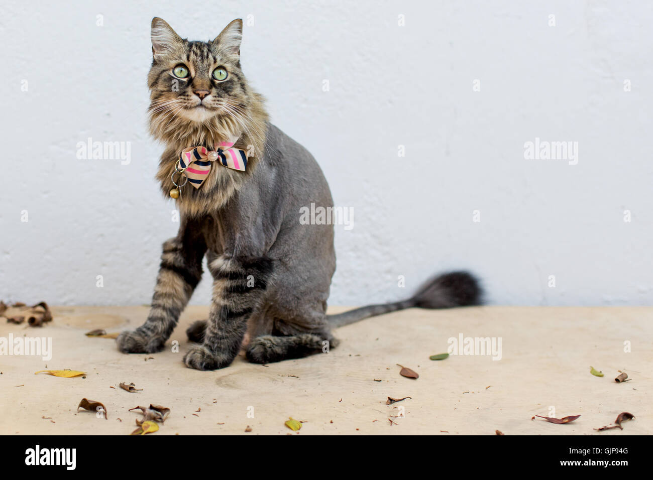 Portrait De Chat Tigre De Pistes Tracees Avec Un Lion Coupe Photo Stock Alamy