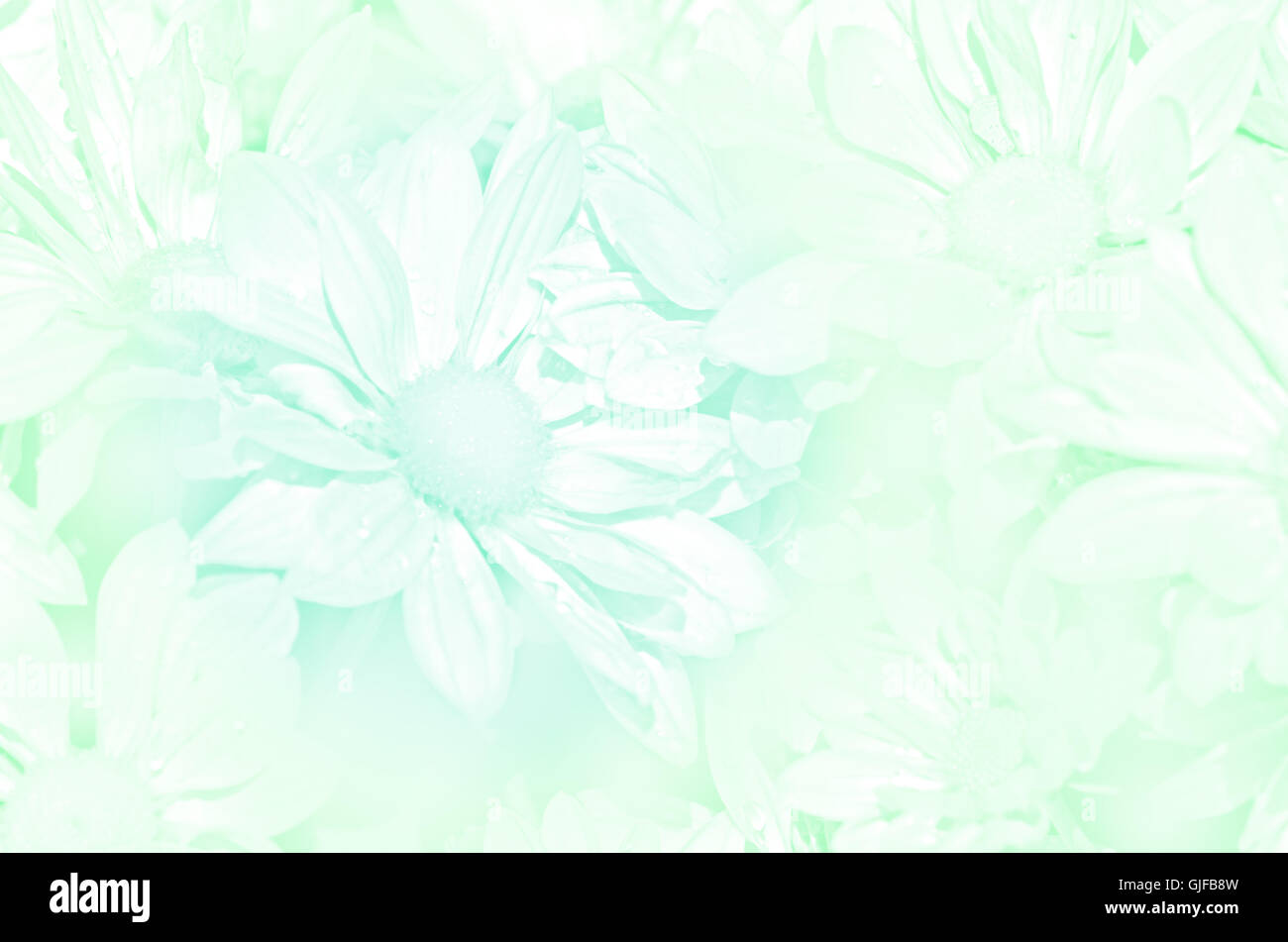 Fermé du type de pulvérisation de chrysanthème (Dendranthemum grandifflora) en tons pastel. Banque D'Images