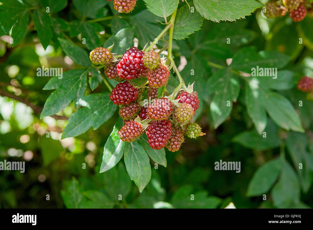Le rouge et le noir des mûres sauvages buissons et branches sur fond vert dans le jardin pendant une journée ensoleillée. Banque D'Images