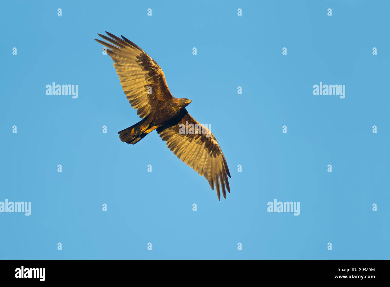 Aigle royal Aquila chrysaetos canadensis Cedar City, Utah, United States 7 Juillet des profils en vol. Acciptridae Banque D'Images