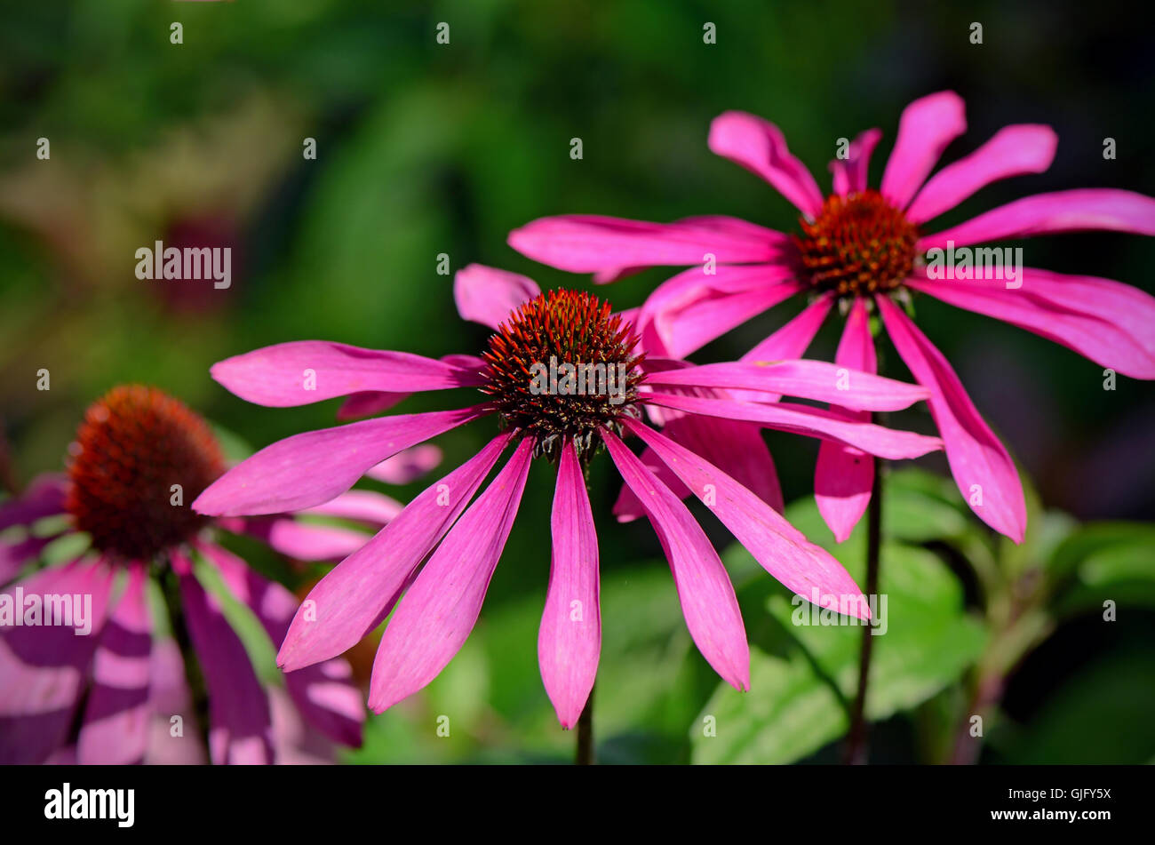 Blossom (échinacée Echinacea purpurea) sur fond vert naturel. Banque D'Images