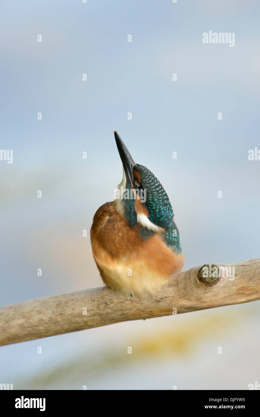 Les jeunes / Kingfisher commun ( Alcedo atthis Optimize ) regarde droit vers le ciel, l'arrière-plan agréable et propre. Banque D'Images
