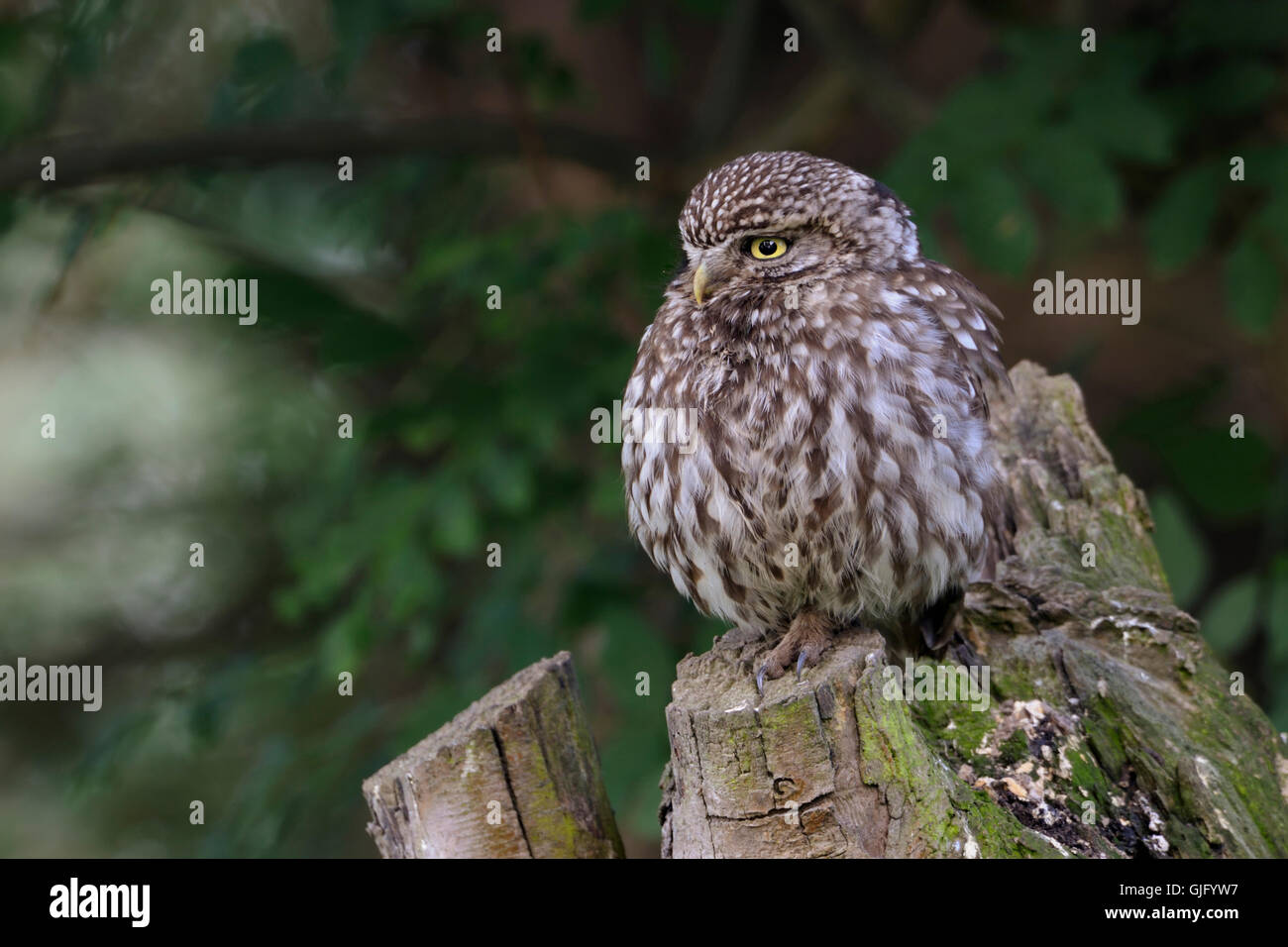 Détendu Little Owl / Minervas Owl / Steinkauz ( Athene noctua ) perché sur un vieux pollard, tôt le matin, faune, Europe. Banque D'Images