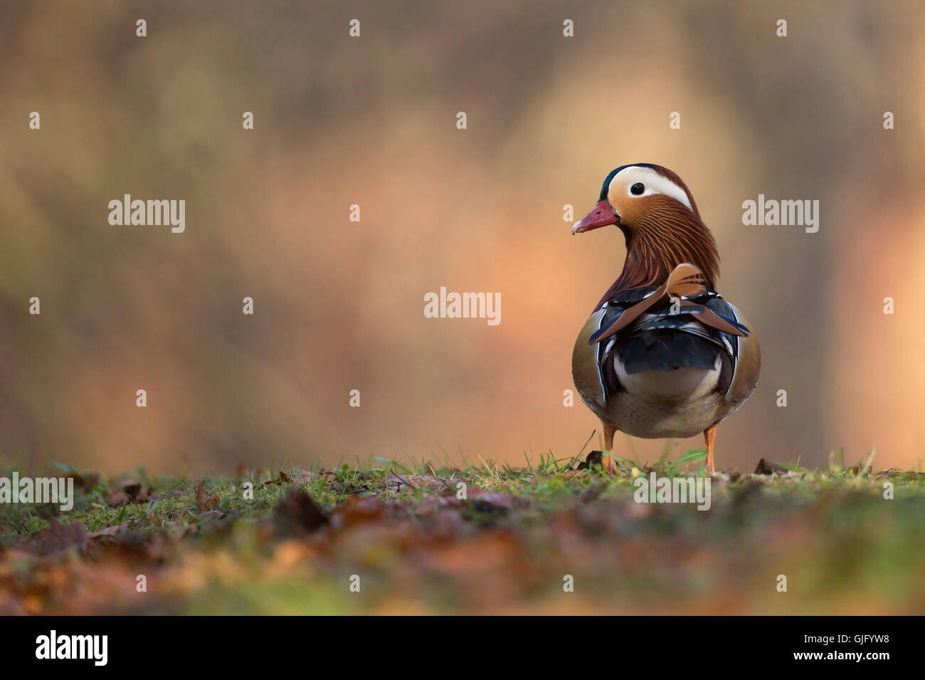 Canard mandarin ( Aix galericulata ), drake en robe d'élevage, vue arrière, tourner la tête, couleurs automnales, faune, Europe. Banque D'Images