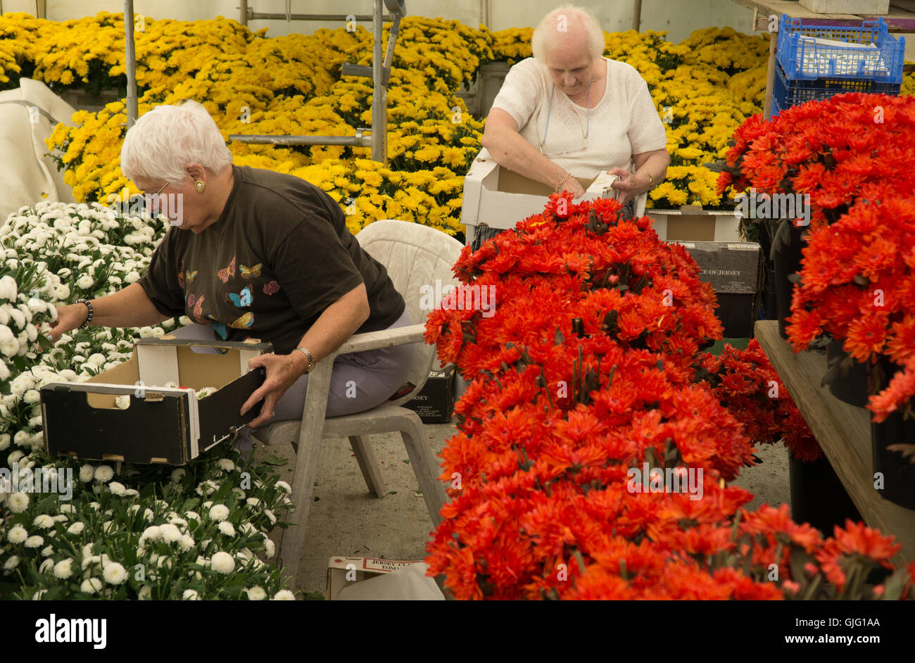 Préparation de fleuri pour la bataille de fleurs, Jersey, Channel Islands Banque D'Images