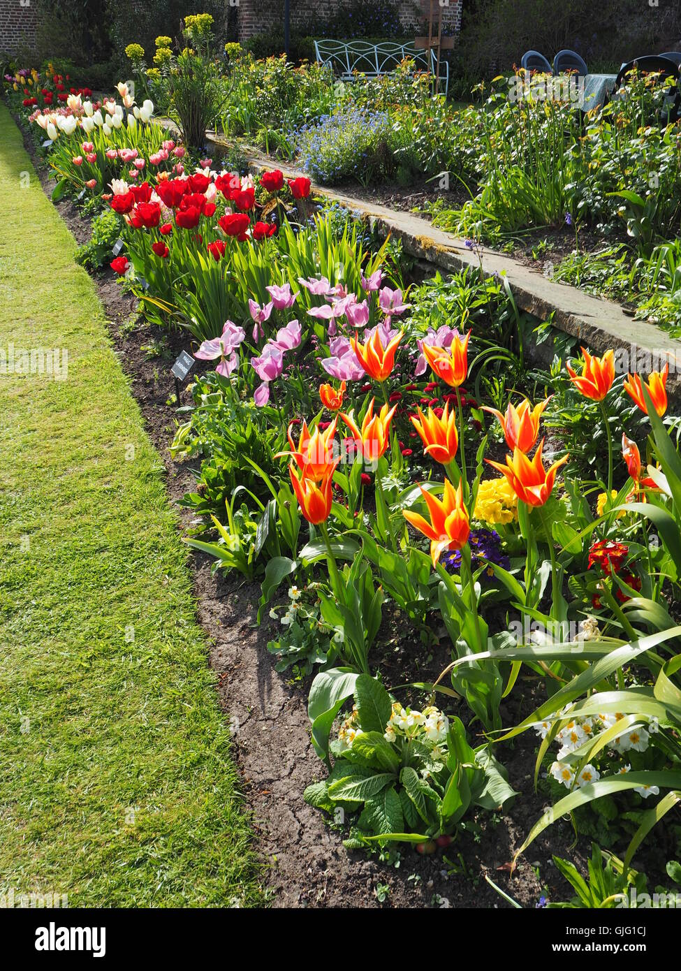 Vue Portrait de tulipes au printemps dynamique et de nouvelles plantes à massifs à Chenies Manor Garden,une diminution progressive de la perspective. Banque D'Images