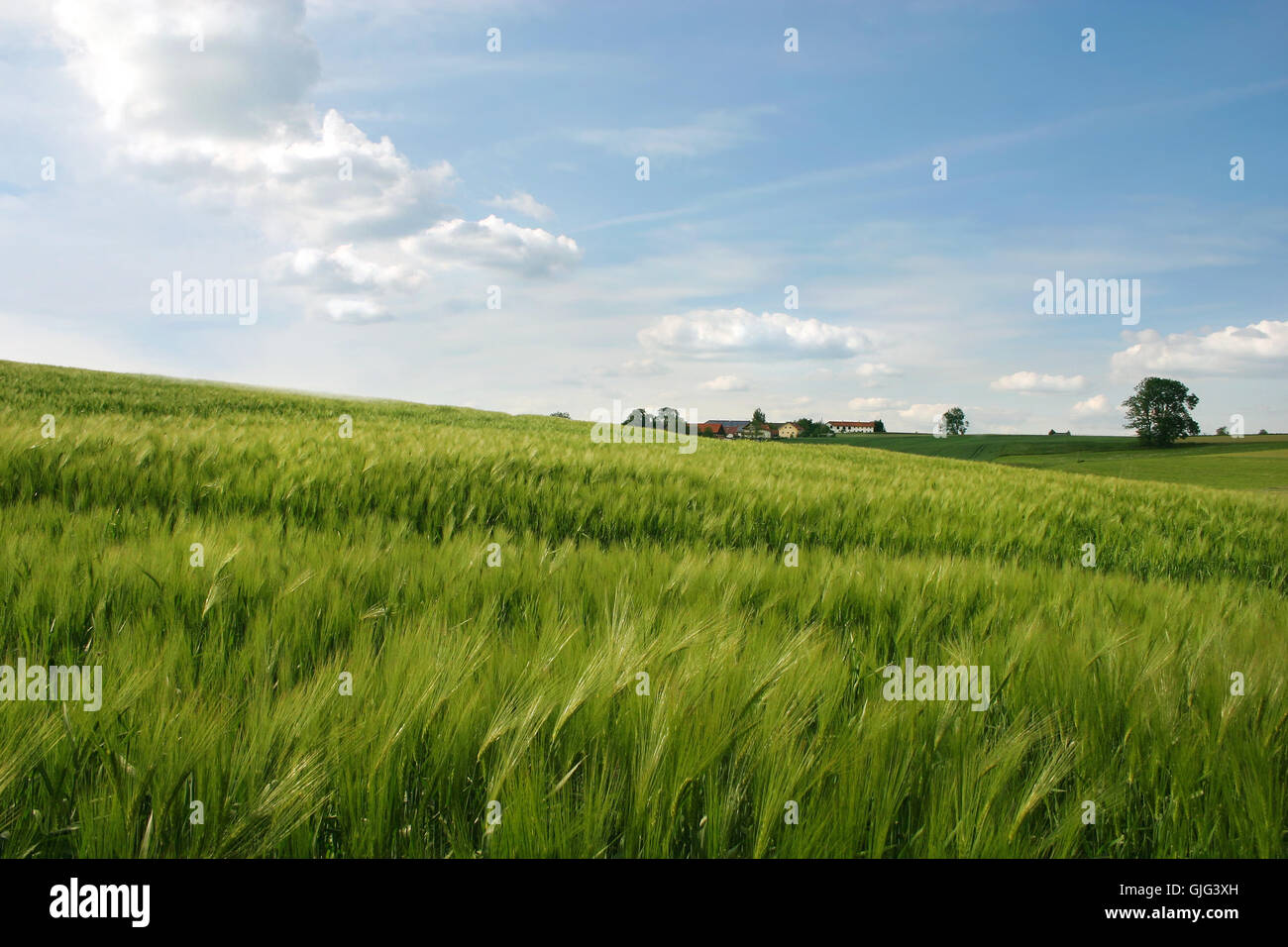 Terrain été summerly Banque D'Images