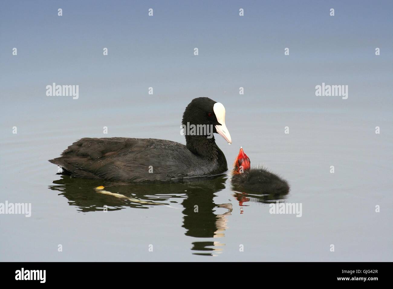 Je t’aime, maman Banque D'Images