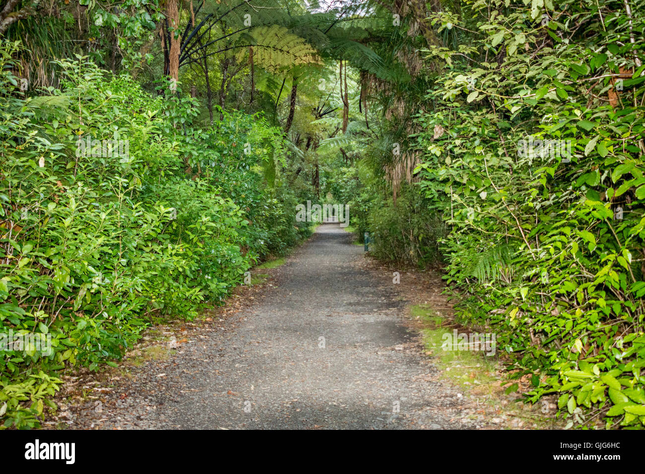 Tane Mahuta, le seigneur de la forêt : un des plus grands arbres kauri de Waipoua Kauri forest en Nouvelle Zélande Banque D'Images