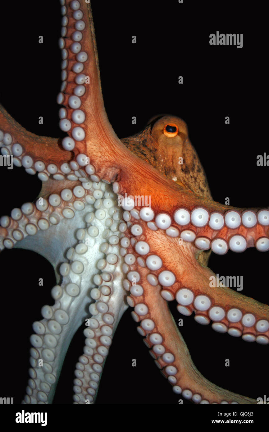 L'œil animal couleur Banque D'Images