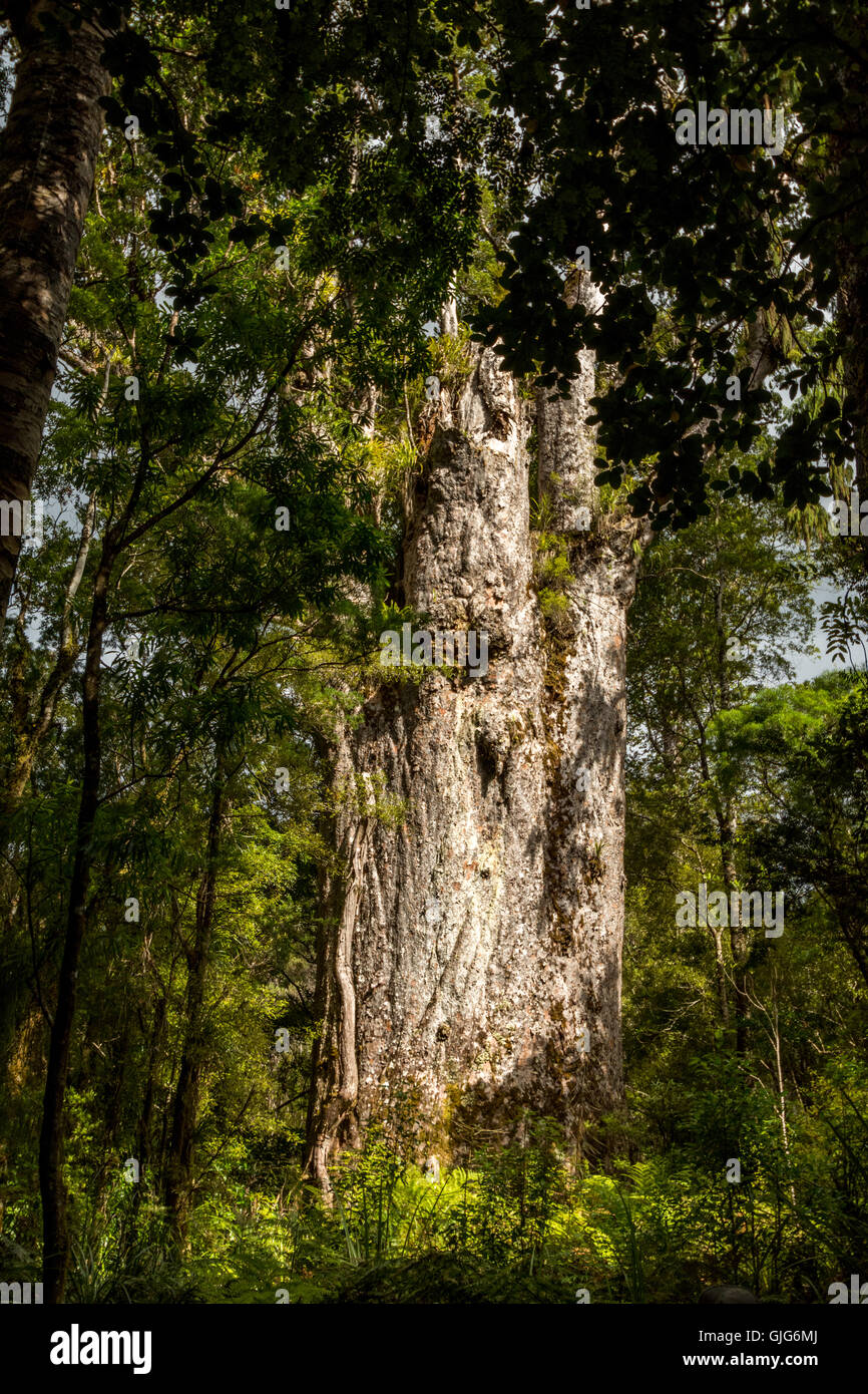 Tane Mahuta, le seigneur de la forêt : un des plus grands arbres kauri de Waipoua Kauri forest en Nouvelle Zélande Banque D'Images