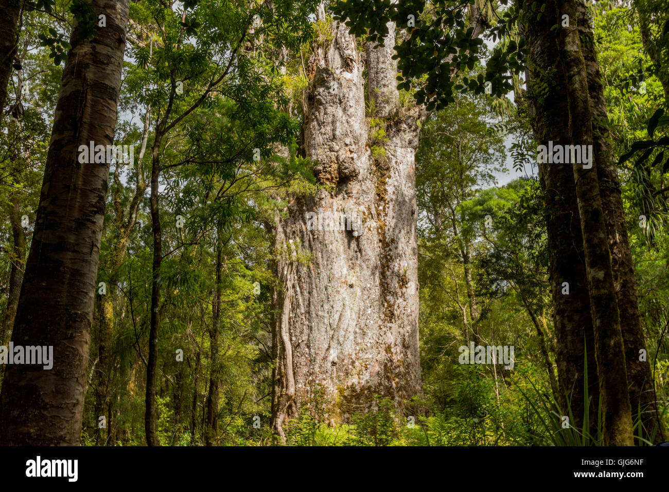 Tane Mahuta, le seigneur de la forêt : un des plus grands arbres kauri de Waipoua Kauri forest en Nouvelle Zélande Banque D'Images