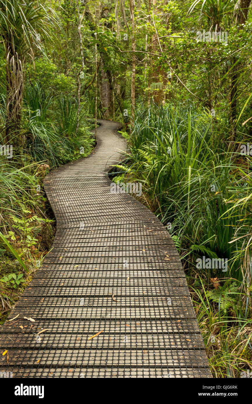 Tane Mahuta, le seigneur de la forêt : un des plus grands arbres kauri de Waipoua Kauri forest en Nouvelle Zélande Banque D'Images