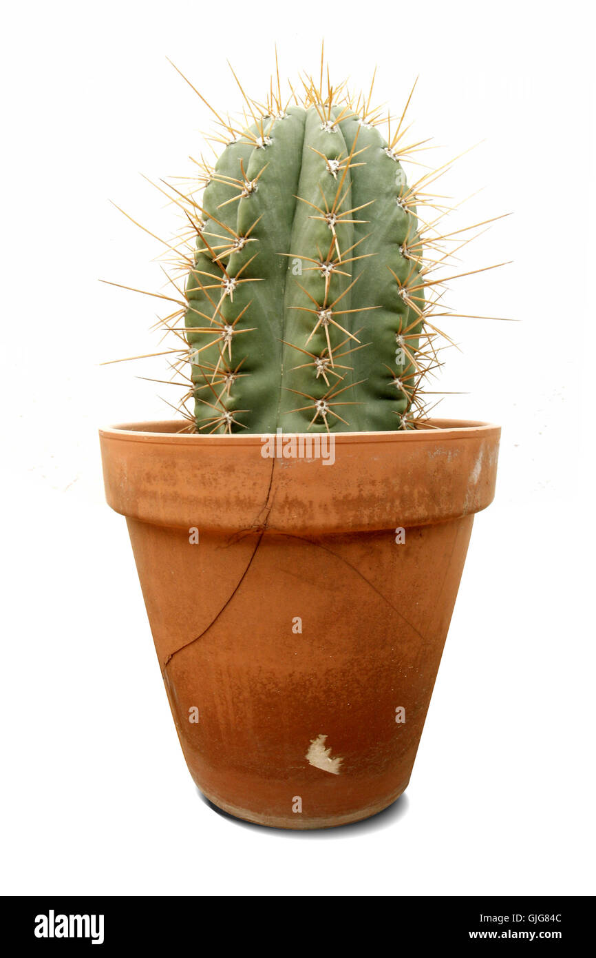 cactus de Karl Banque D'Images
