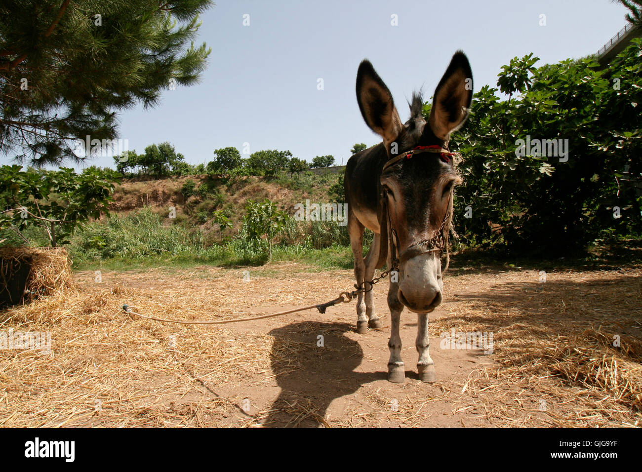 Mammifère animal agriculture Banque D'Images