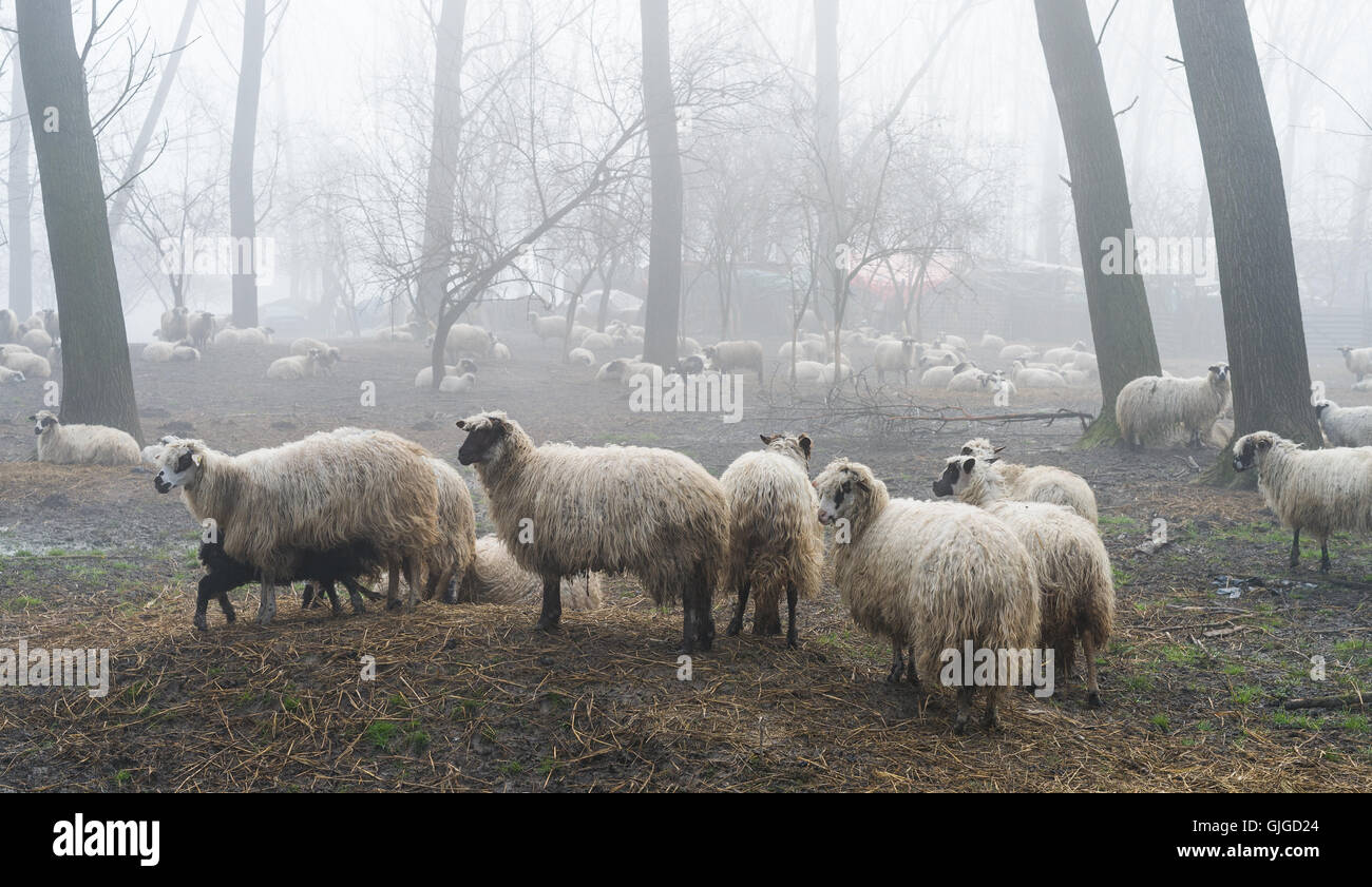 Troupeau de moutons dans le brouillard Banque D'Images