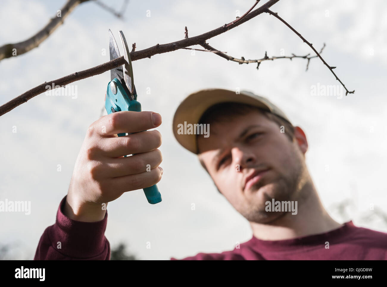 Jeune homme d'arbres avec des sécateurs de fraisage Banque D'Images