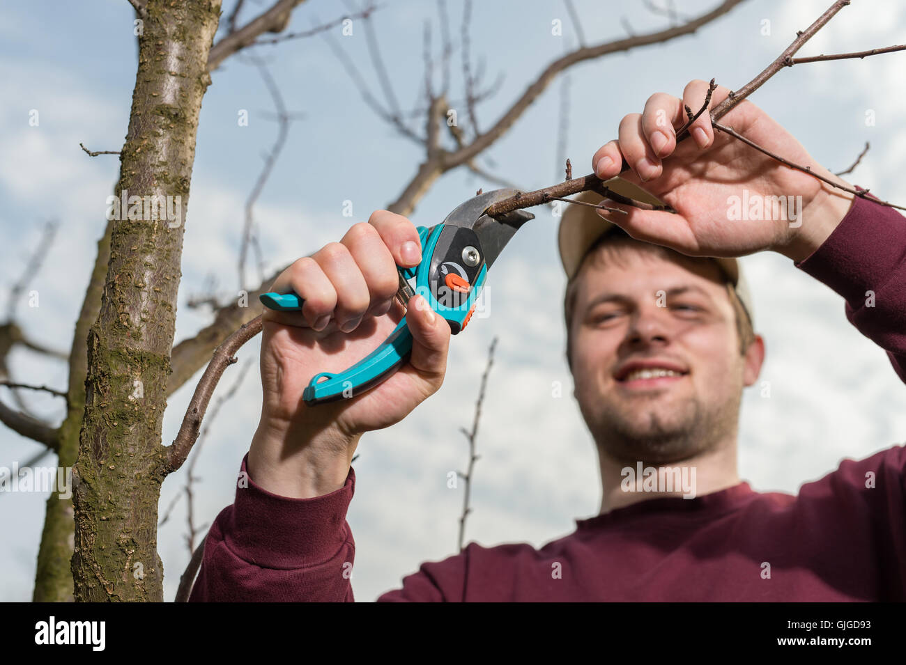 Jeune homme d'arbres avec des sécateurs de fraisage Banque D'Images