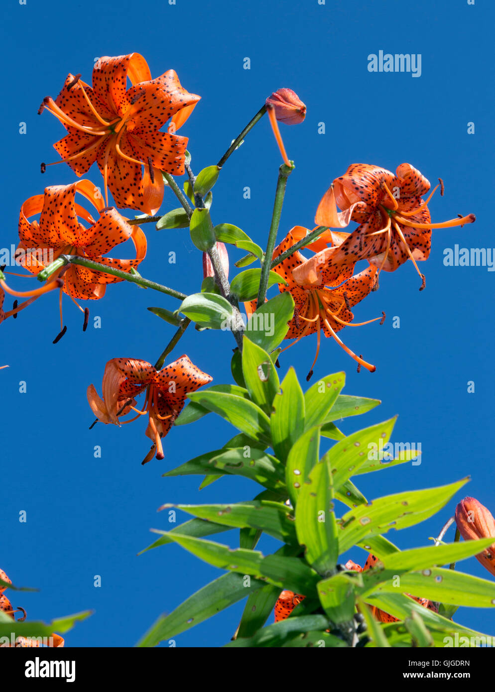 Lilium lancifolium Tiger lilies ou Lilium tigrinum against a blue sky Banque D'Images