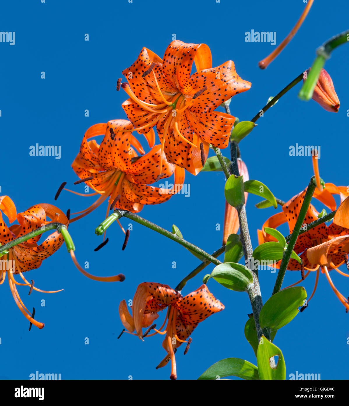 Lilium lancifolium Tiger lilies ou Lilium tigrinum against a blue sky Banque D'Images