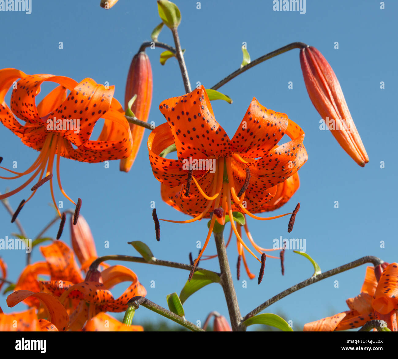 Lilium lancifolium Tiger lilies ou Lilium tigrinum against a blue sky Banque D'Images