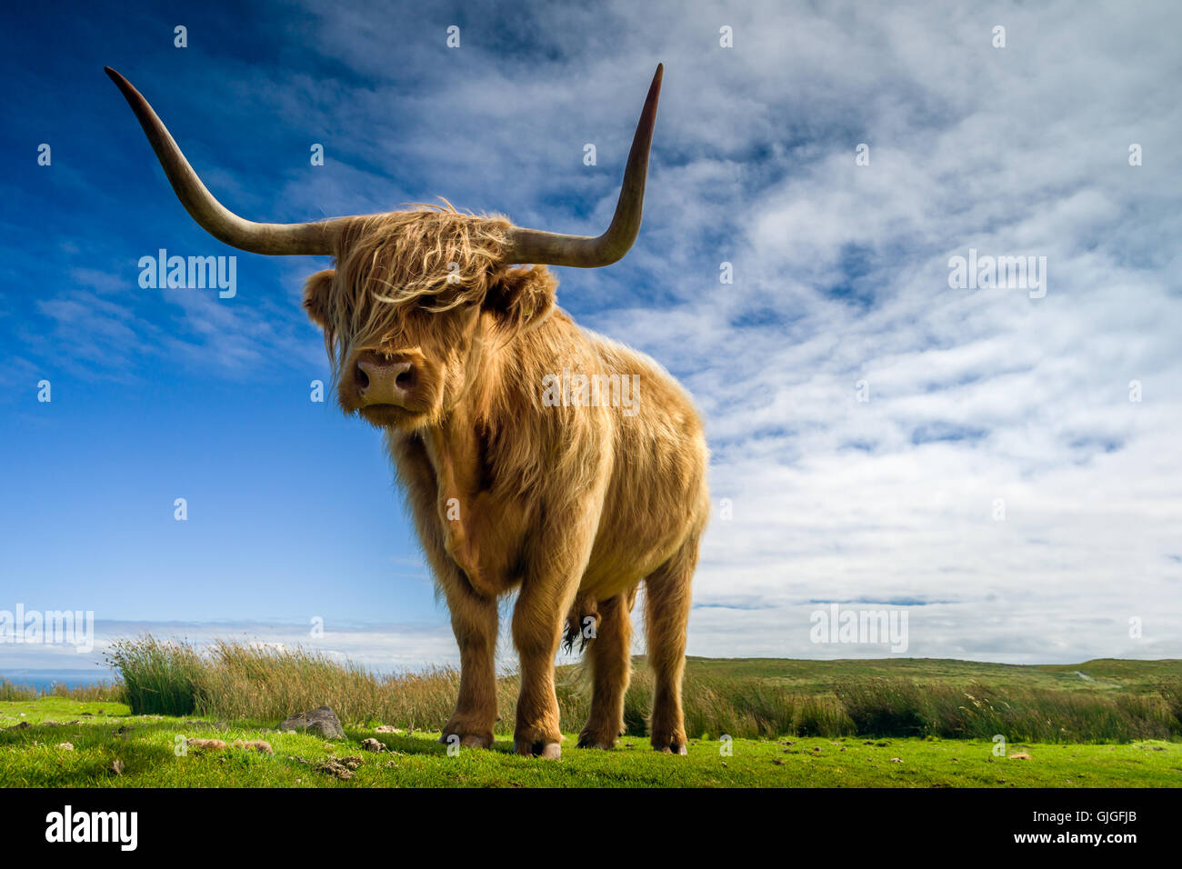 Bovins de Longhorn Banque D'Images