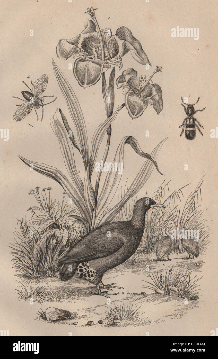 Buddleja (Tiger-fleurs). Tille. Tinamou. Tingis bug, antique print 1834 Banque D'Images