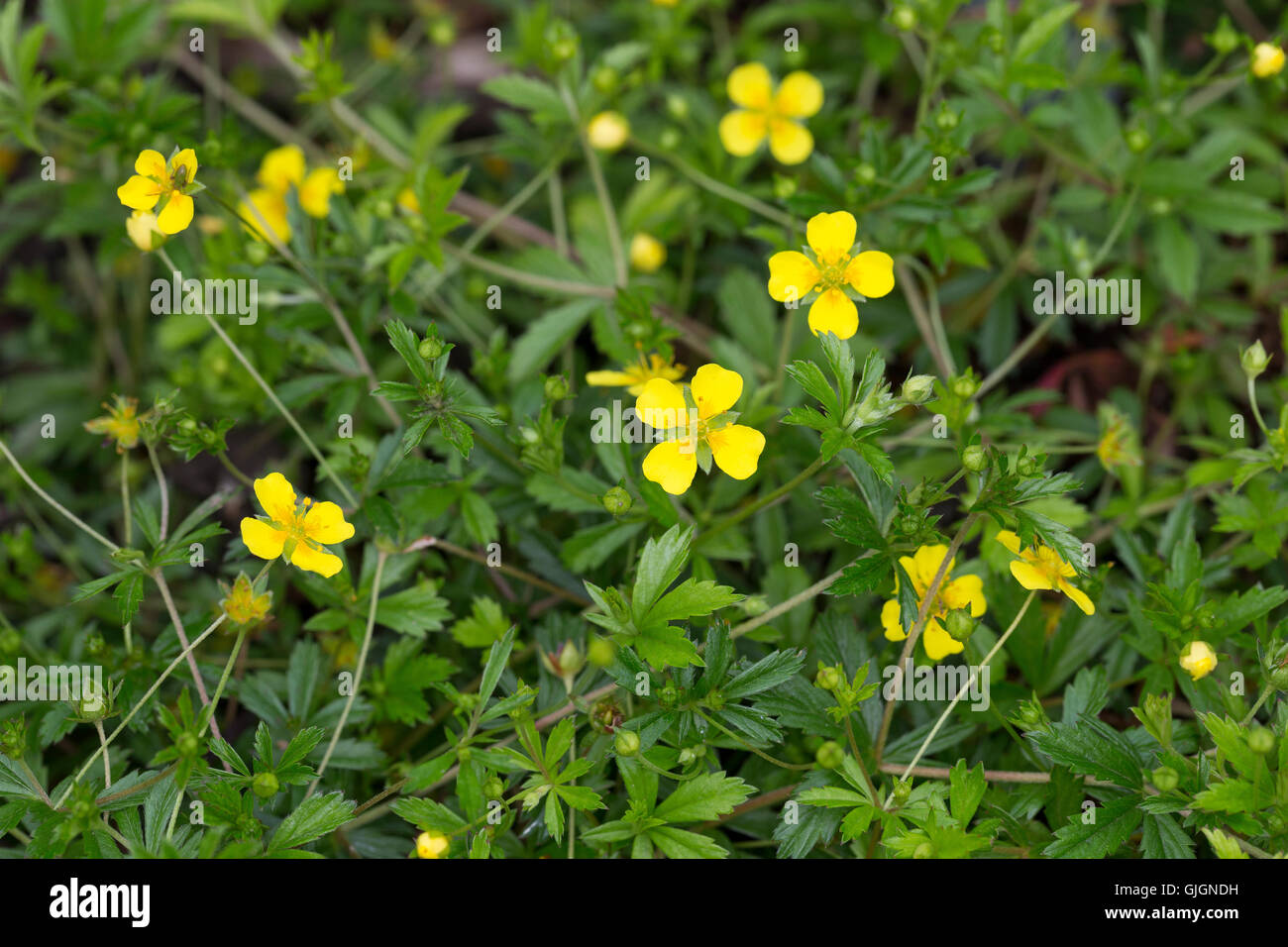 Blutwurz Blut-Wurz Aufrechtes Fingerkraut,,,, Potentilla erecta, Tormentill Blootroot, Shepherd's Knot Banque D'Images