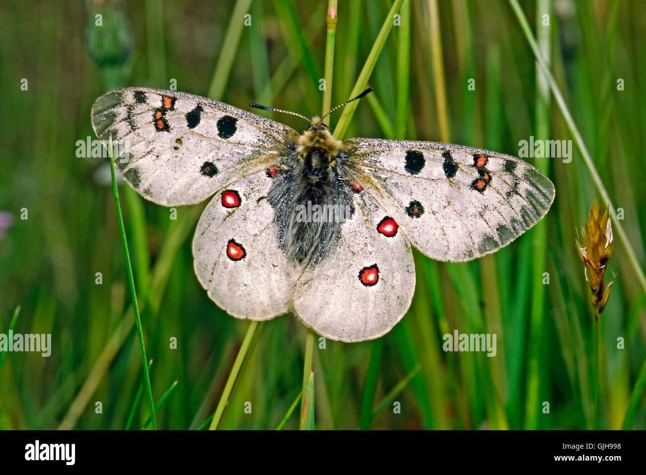 Parnassius phoebus apollo,alpine Banque D'Images