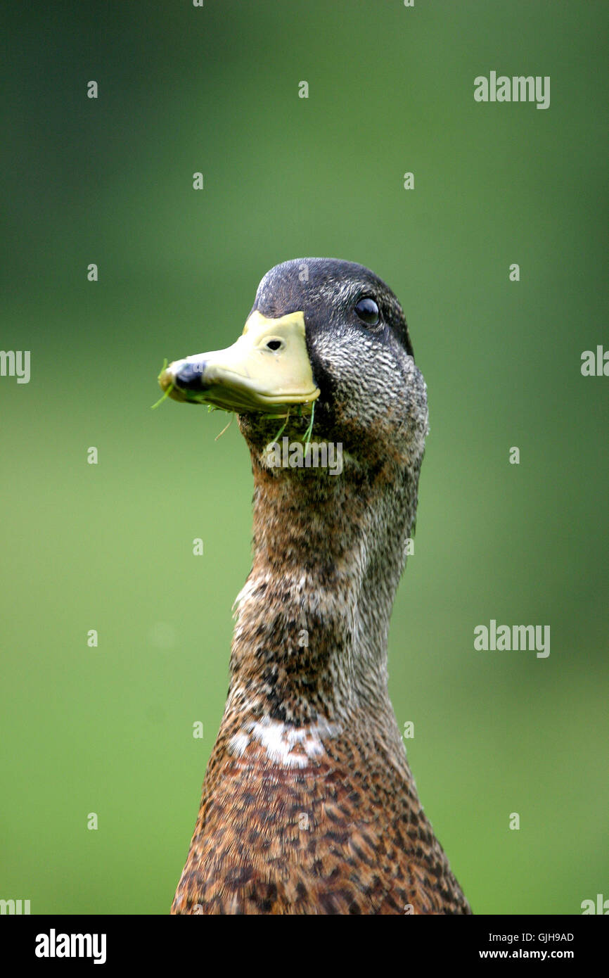 Le fourrage vert d'oiseaux Banque D'Images