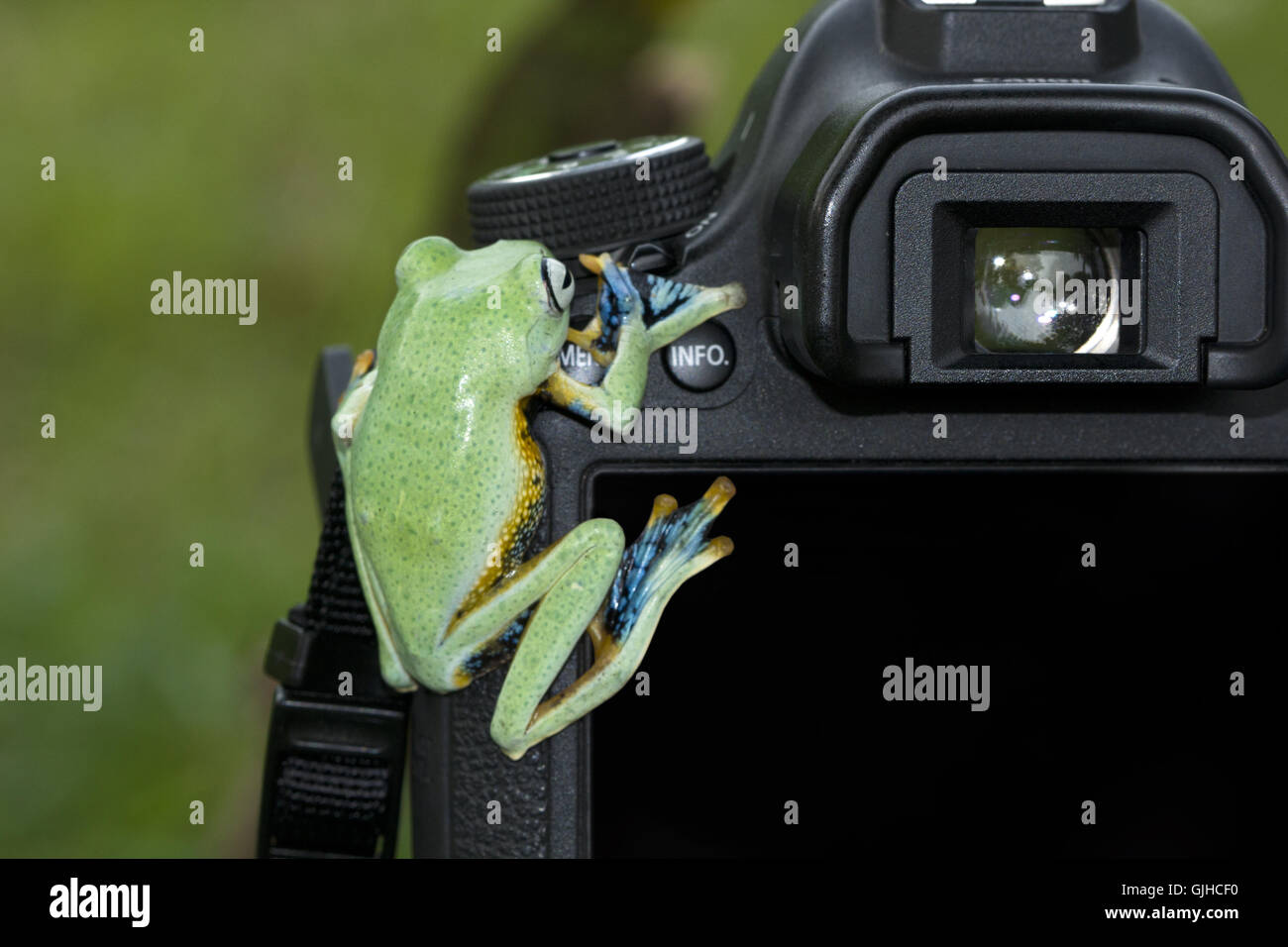 Grenouille d'arbre sur l'appareil photo, l'Indonésie Banque D'Images