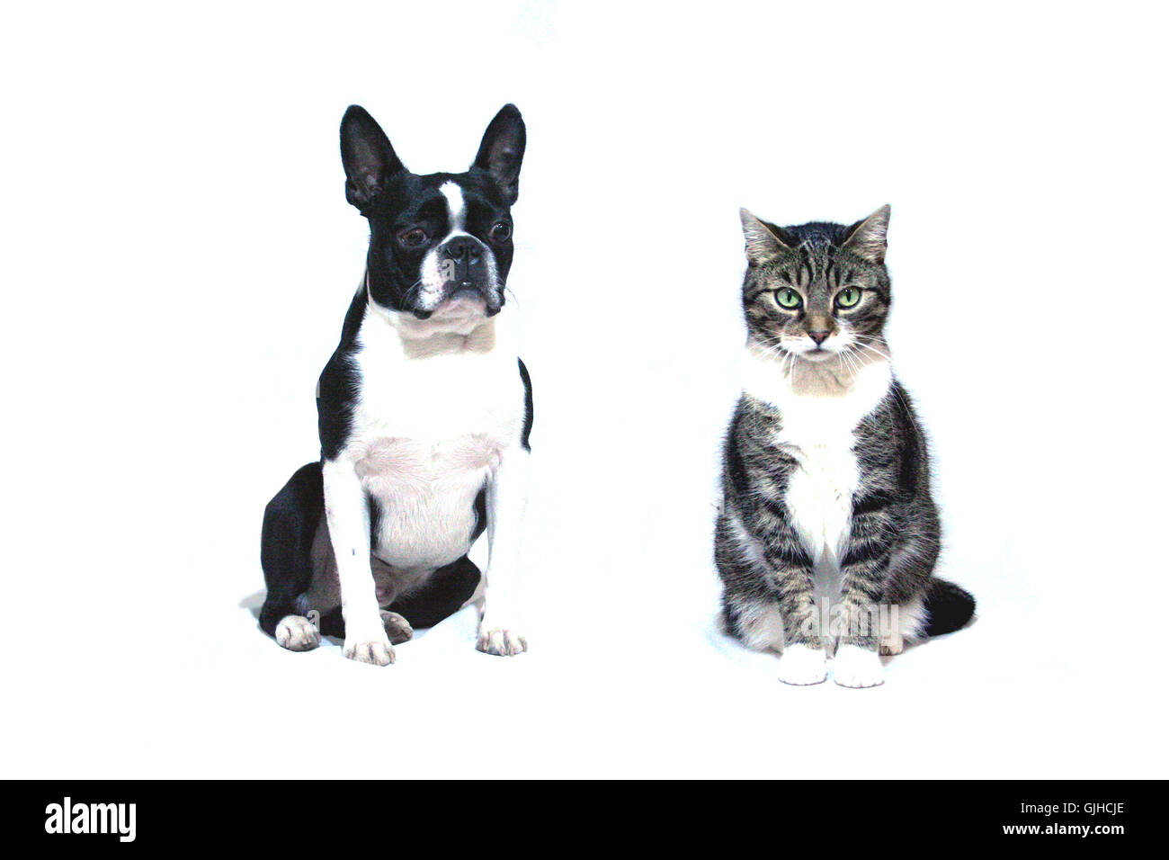 Boston terrier et chat domestique Banque D'Images