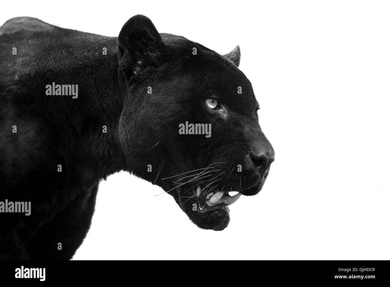 Black panther 2 Banque D'Images
