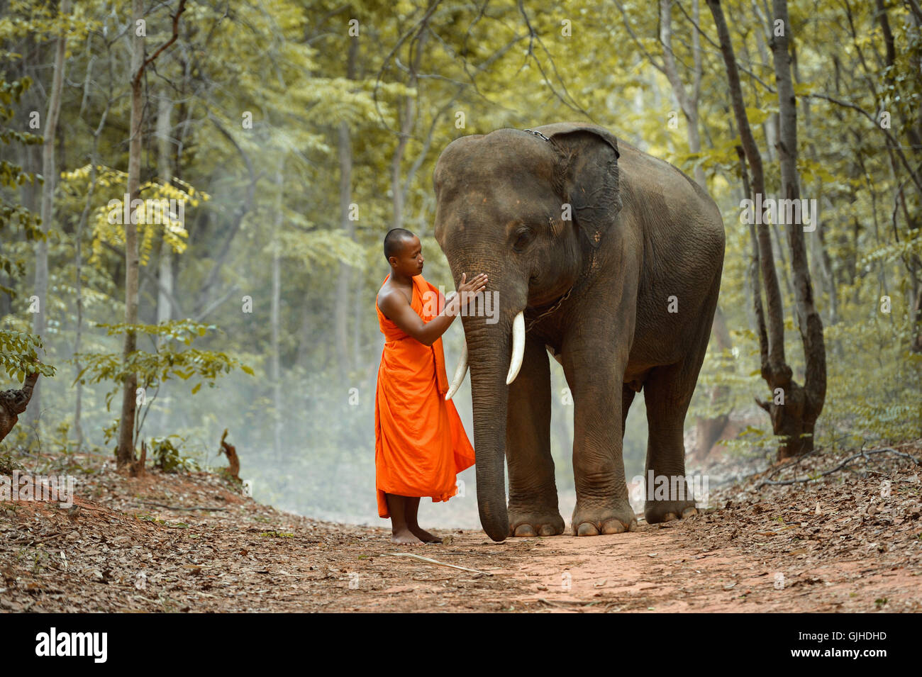 Monk standing in forest avec l'éléphant, Thaïlande Banque D'Images