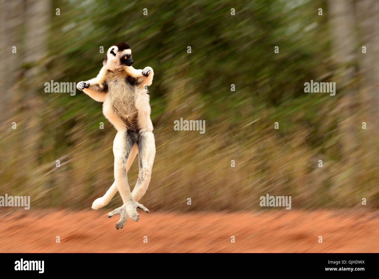 Blurred motion de Sifaka, lémurien Propithecus verreauxi, saut de Madagascar à travers un champ ouvert, l'écart de la forêt Banque D'Images