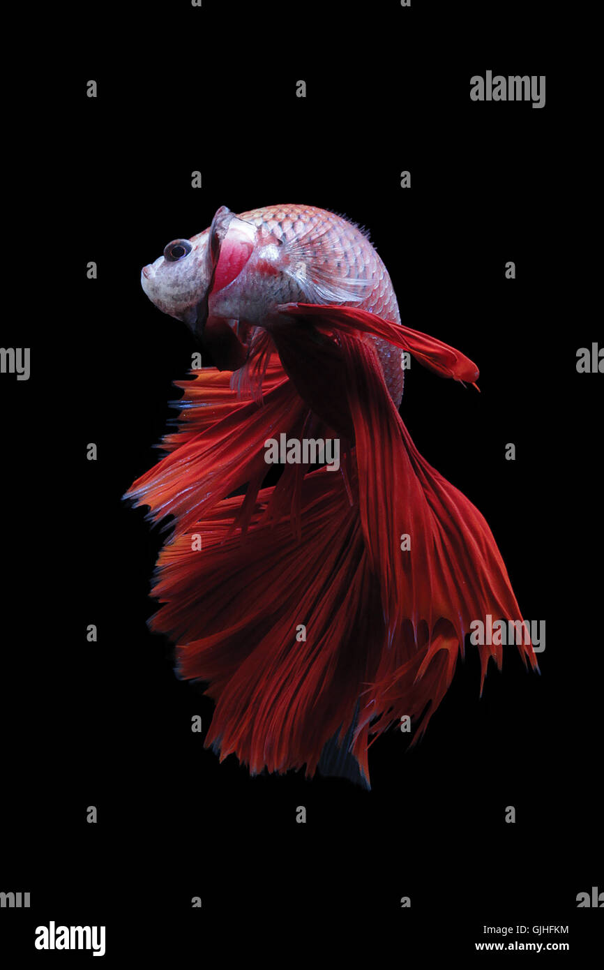 Betta poisson, Indonésie Banque D'Images