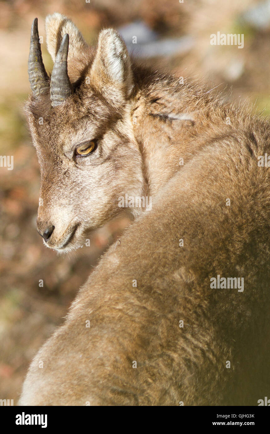 Bouquetin des Alpes (Capra ibex), les jeunes, portrait de Alpes Italiennes Banque D'Images