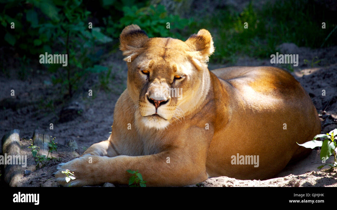 Portrait animal bouche animale Banque D'Images