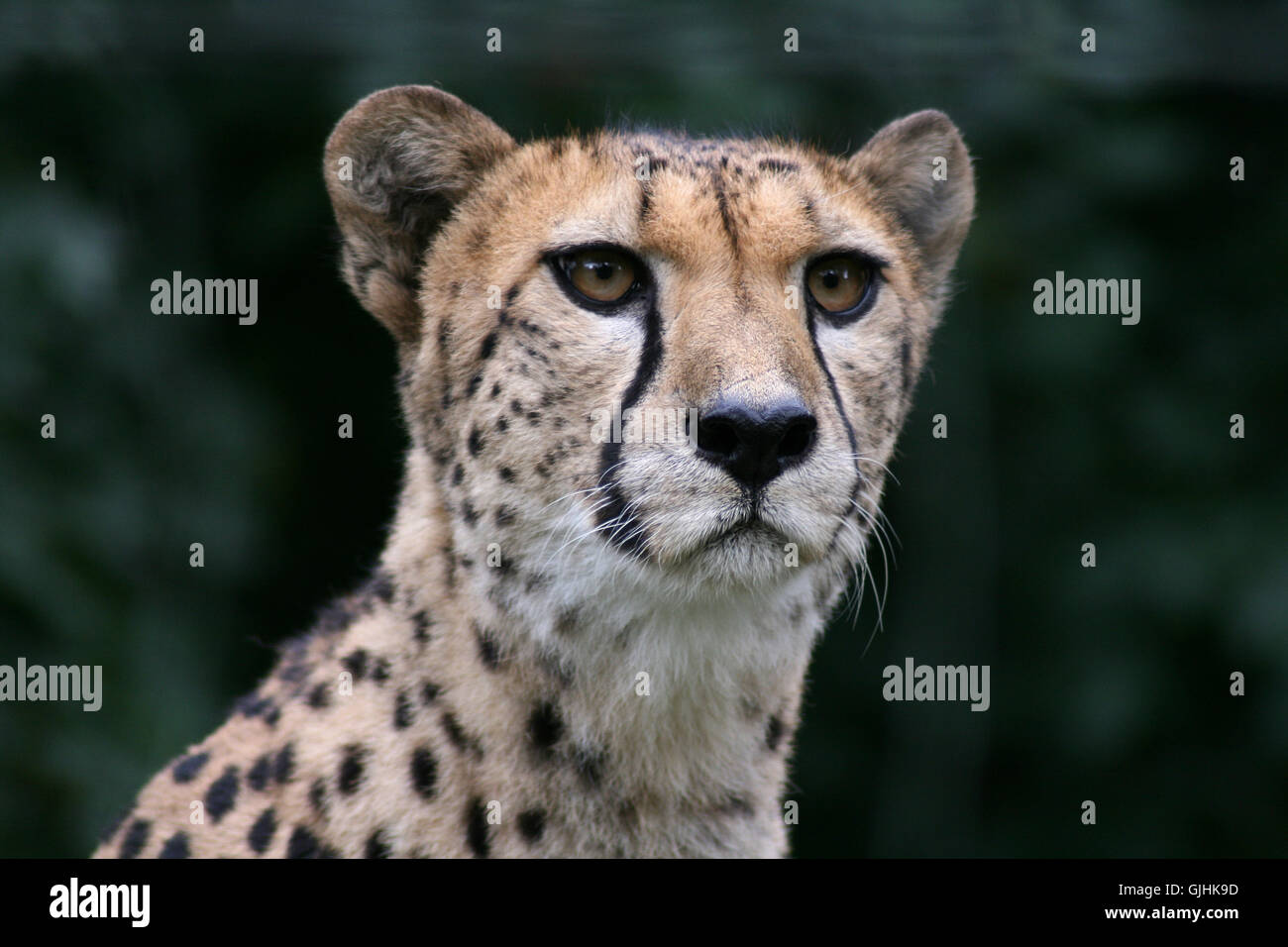 Organe de l'œil animal Banque D'Images