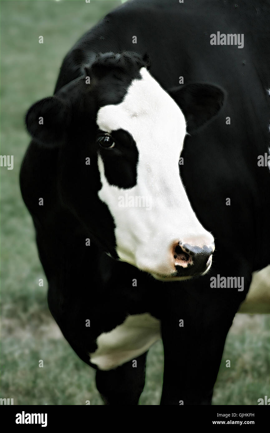 Organe de l'œil animal Banque D'Images